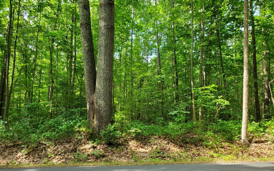 Beautiful 11+ acre Wooded Lot for Sale  ~  Call Ellen Otey (804) 241-4314
