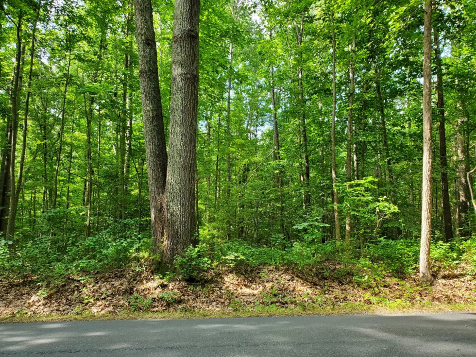 Beautiful 11+ acre Wooded Lot for Sale Call Ellen Otey (804) 2414314 Twin Rivers Realty